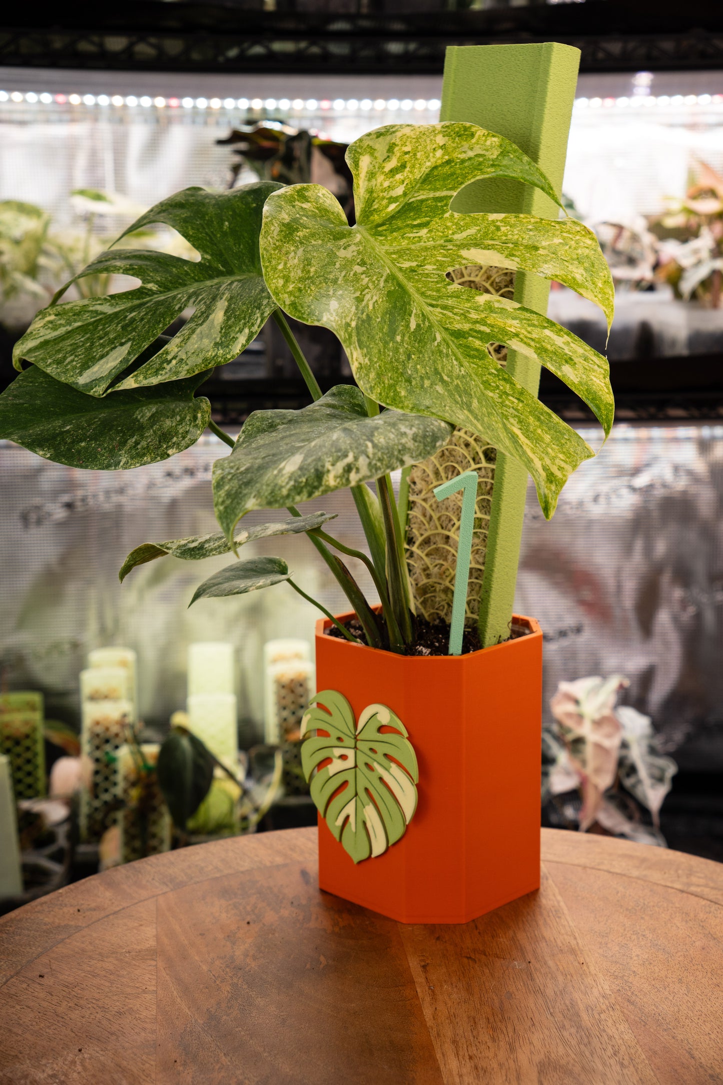 Monstera Legacy Variegata