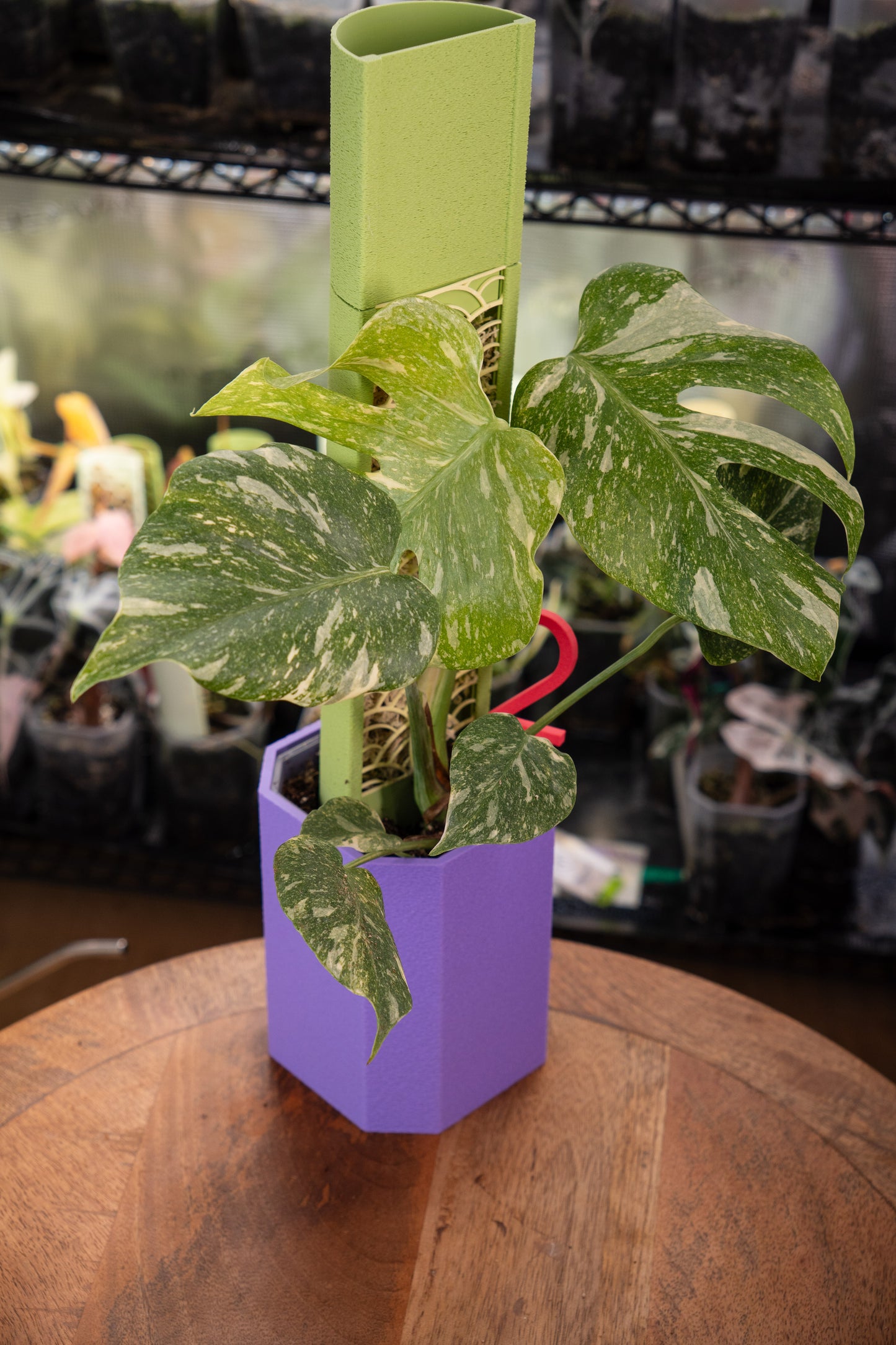 Monstera Legacy Variegata