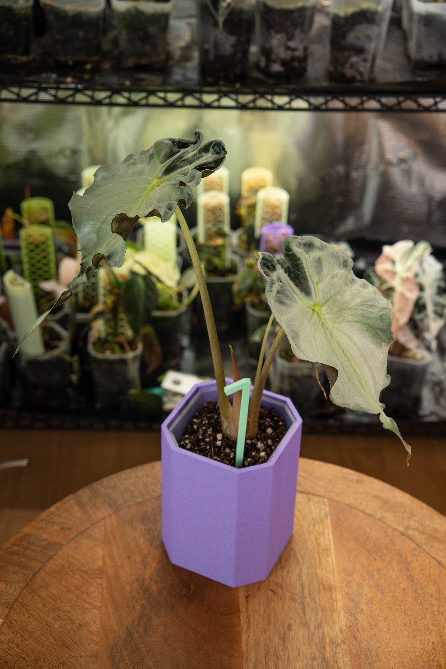 Alocasia Venom