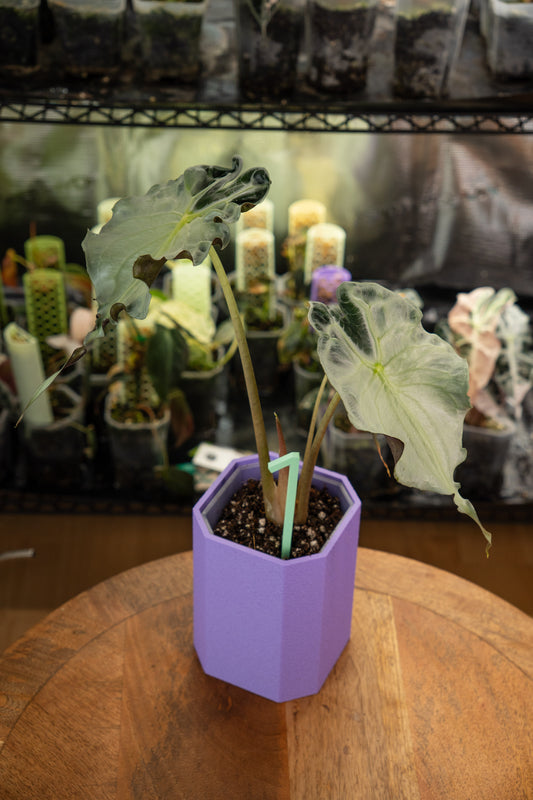 Alocasia Venom