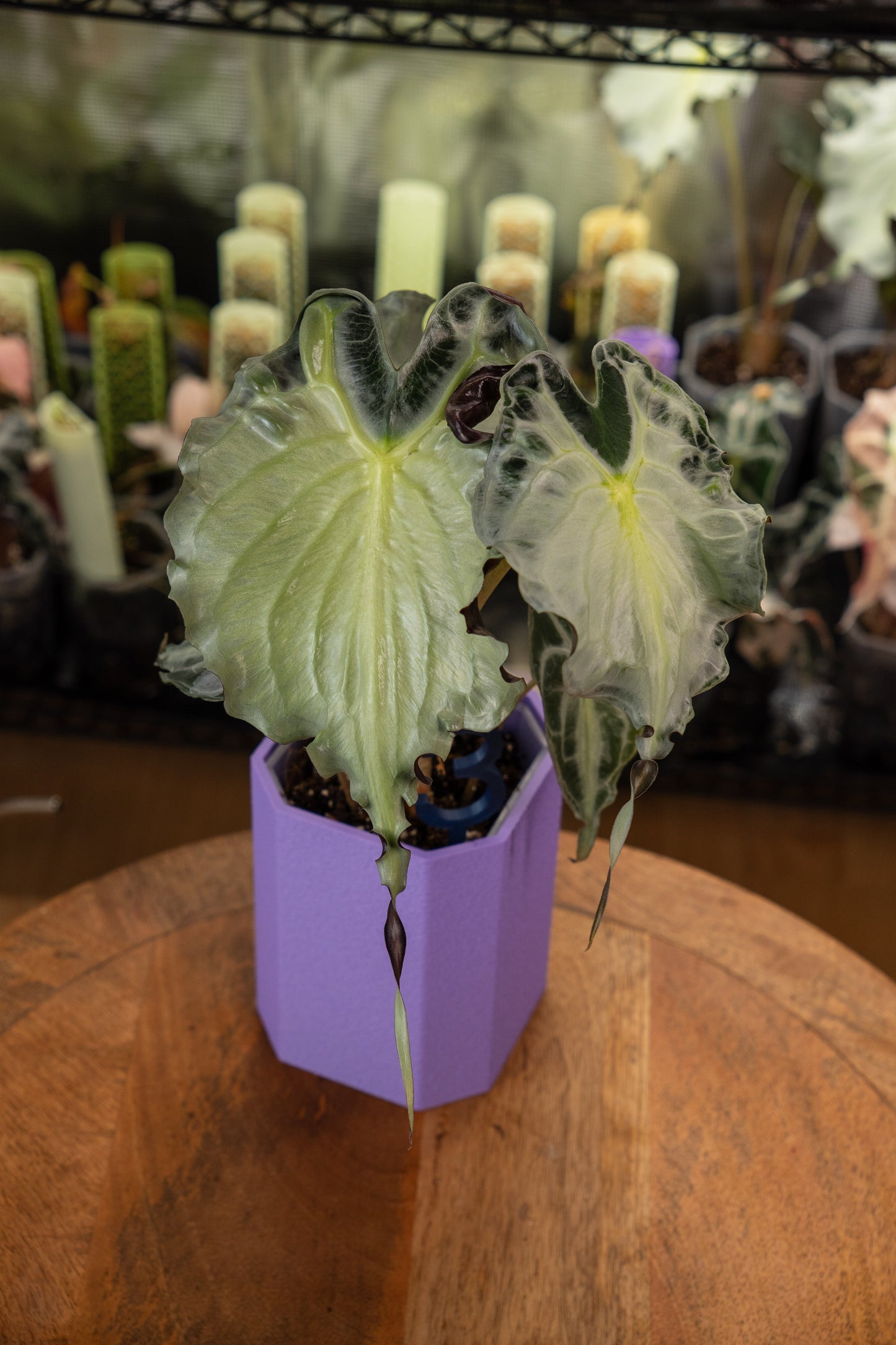 Alocasia Venom