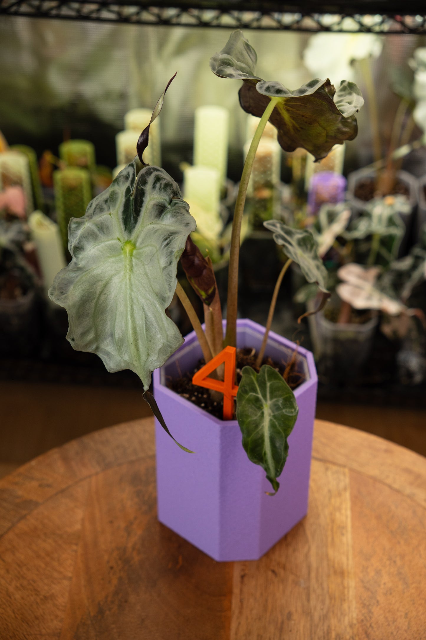 Alocasia Venom