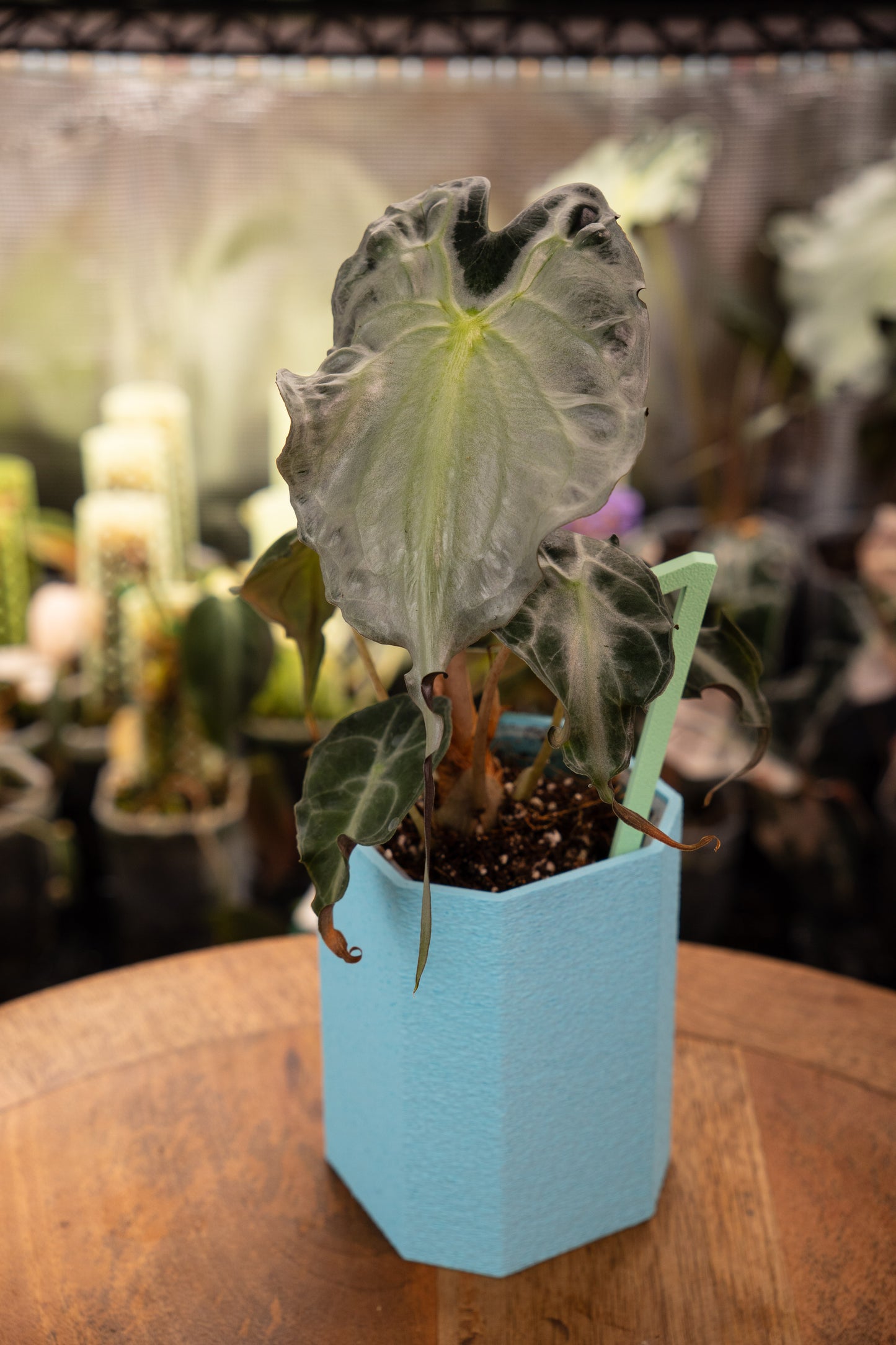 Alocasia Venom