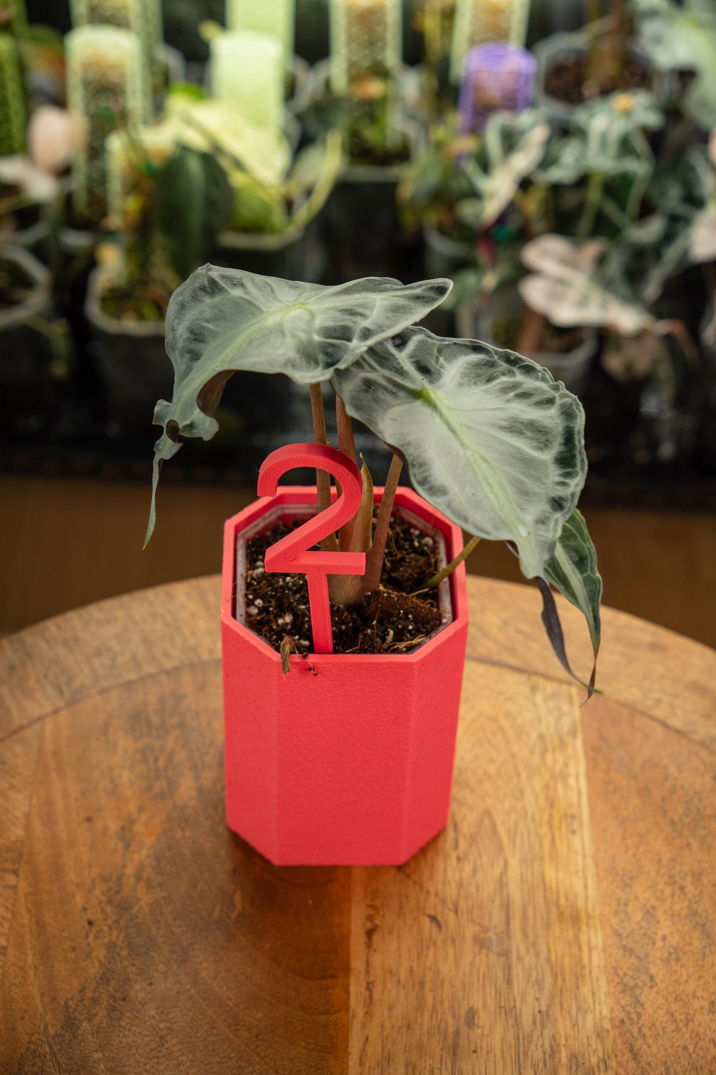 Alocasia Venom