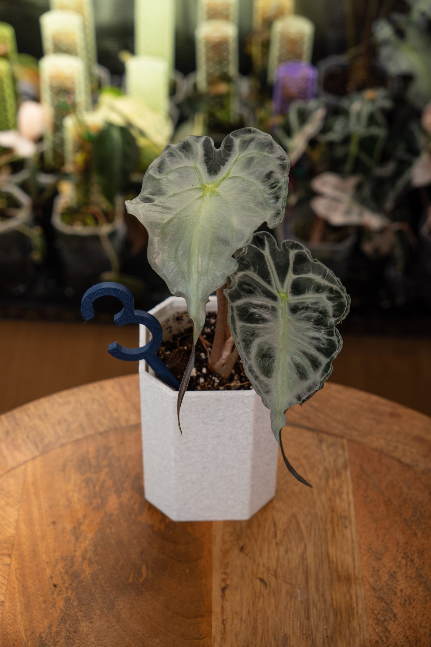Alocasia Venom