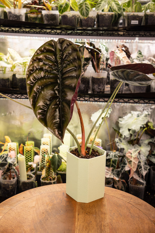 Alocasia Cuprea Red Secret