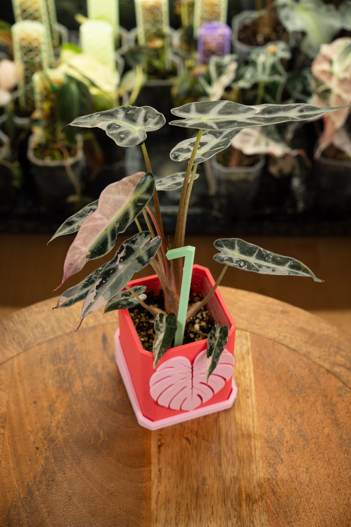 Alocasia Bambino Pink Variegata