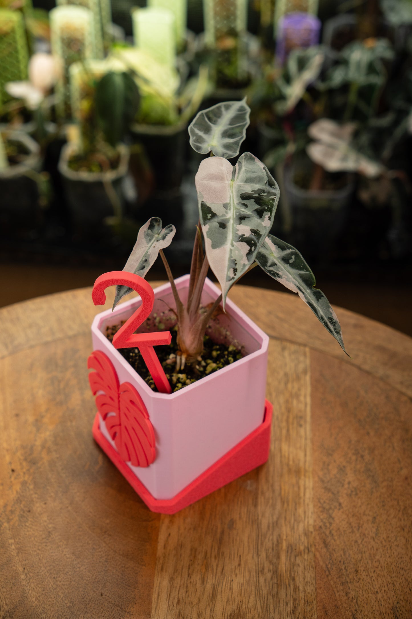 Alocasia Bambino Pink Variegata