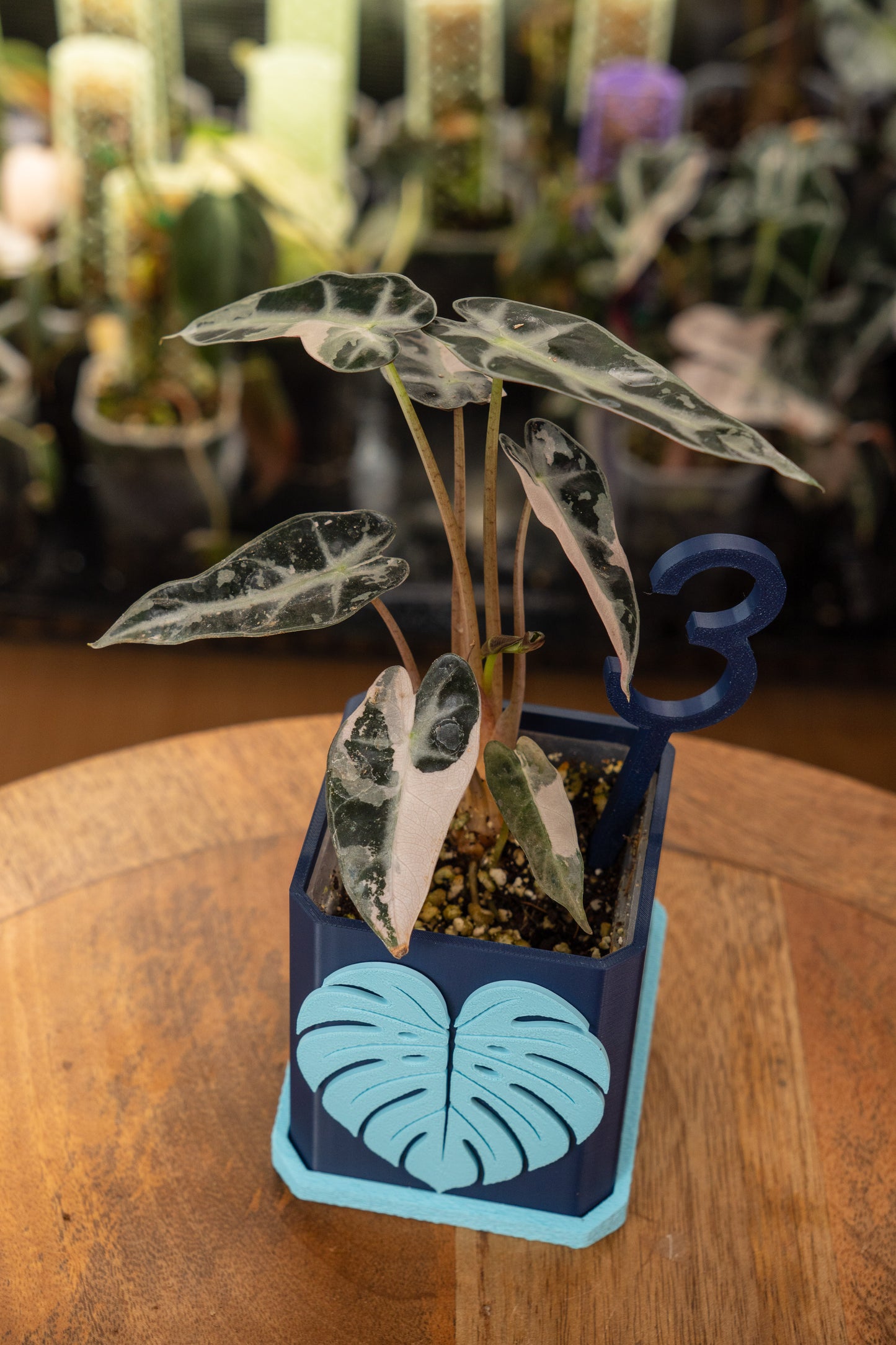 Alocasia Bambino Pink Variegata