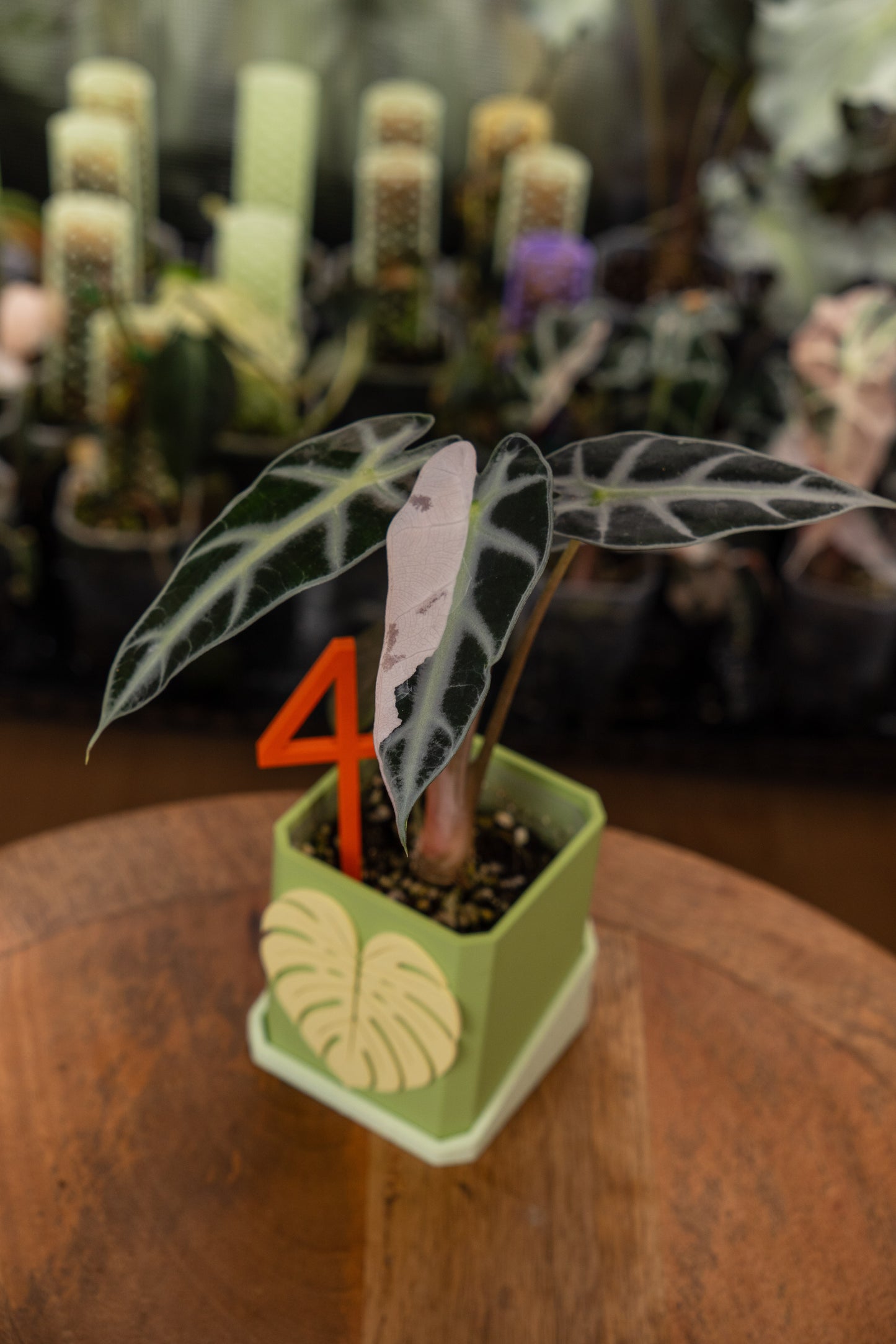 Alocasia Bambino Pink Variegata