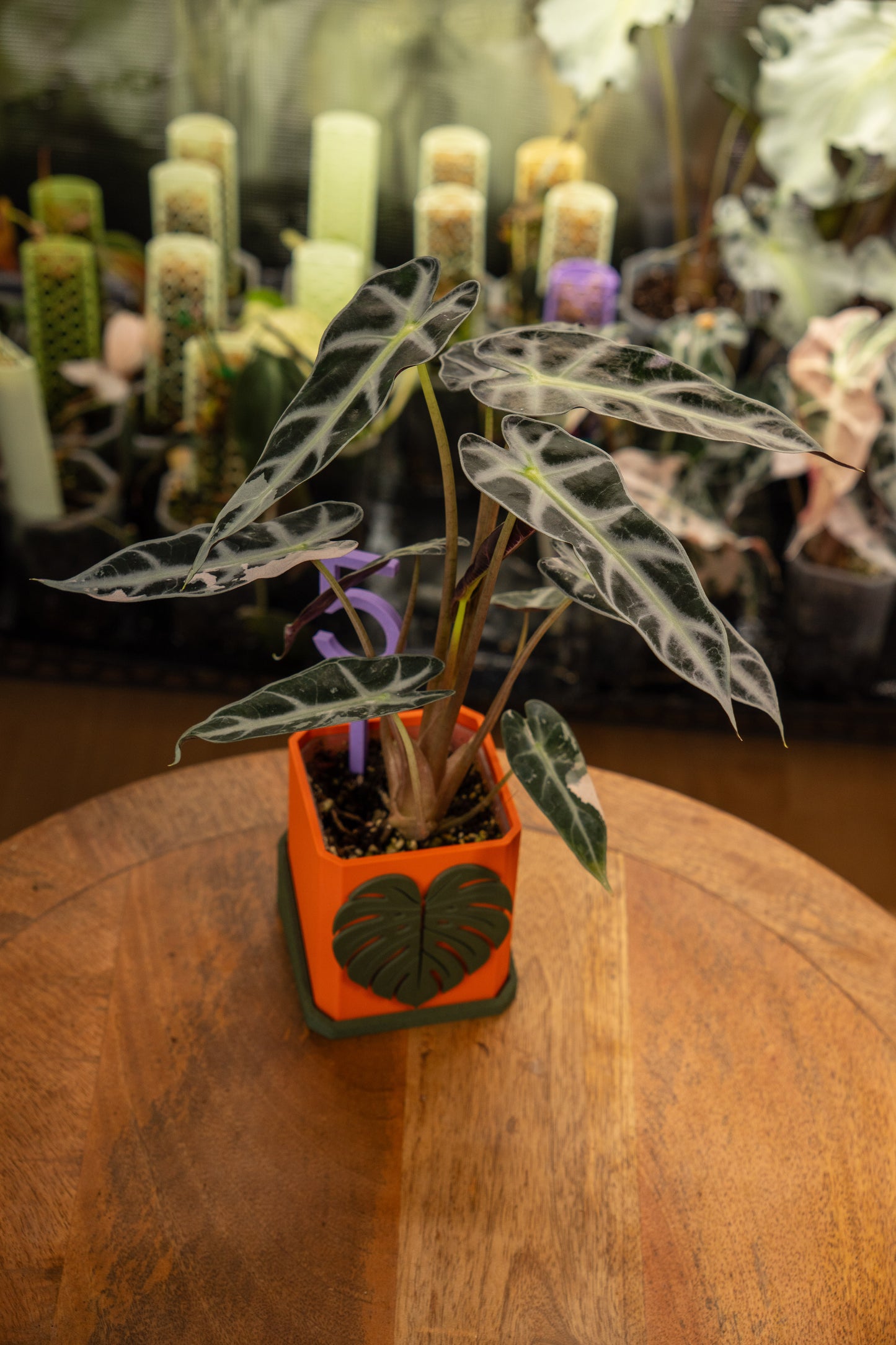 Alocasia Bambino Pink Variegata