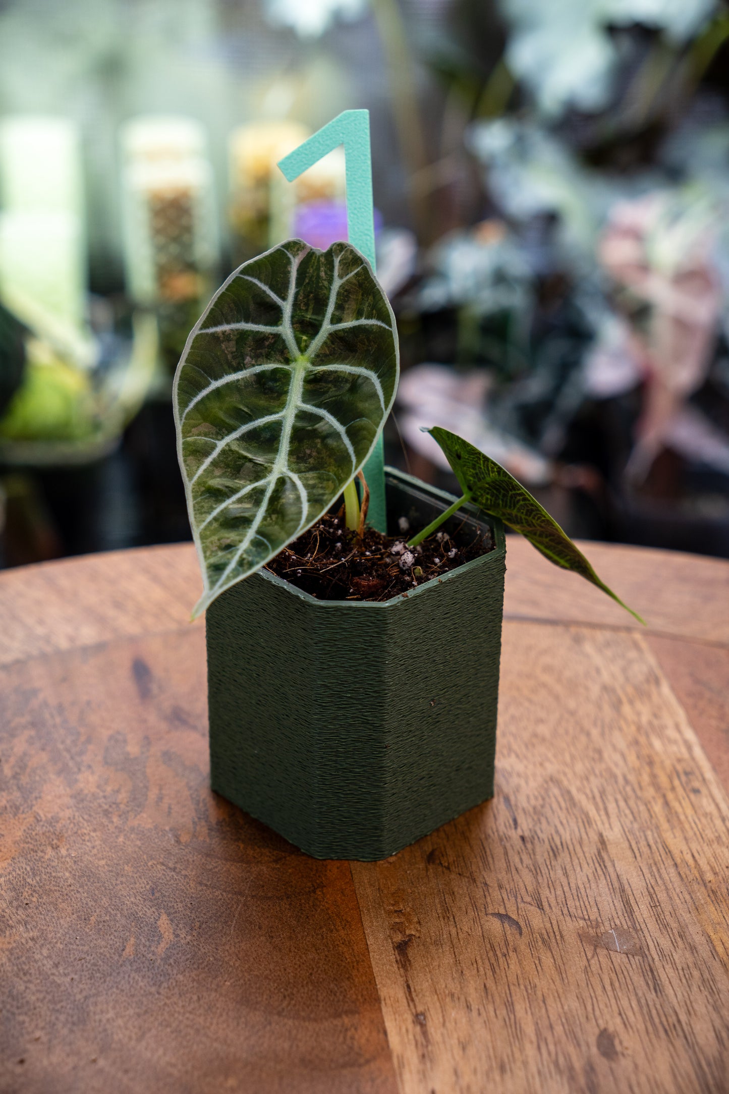 Alocasia Watsoniana Variegata Babypflanzen aus Rhizom