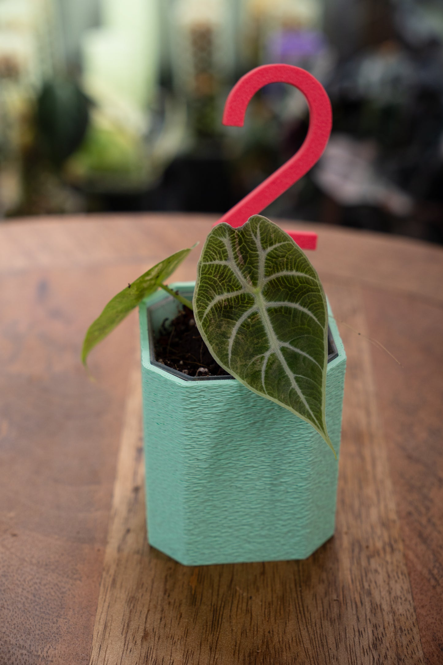 Alocasia Watsoniana Variegata Babypflanzen aus Rhizom