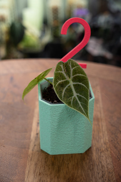 Alocasia Watsoniana Variegata Babypflanzen aus Rhizom