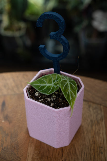 Alocasia Watsoniana Variegata Babypflanzen aus Rhizom