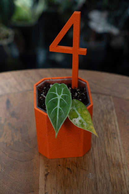 Alocasia Watsoniana Variegata Babypflanzen aus Rhizom