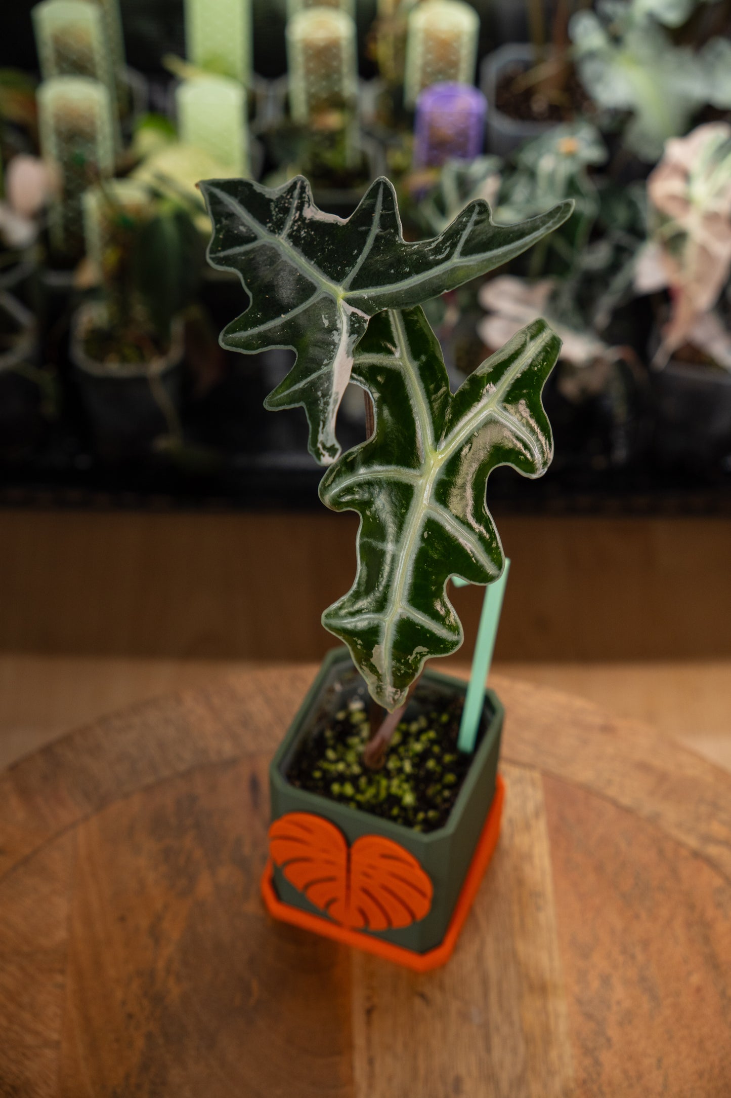 Alocasia Nobilis Pink Variegata
