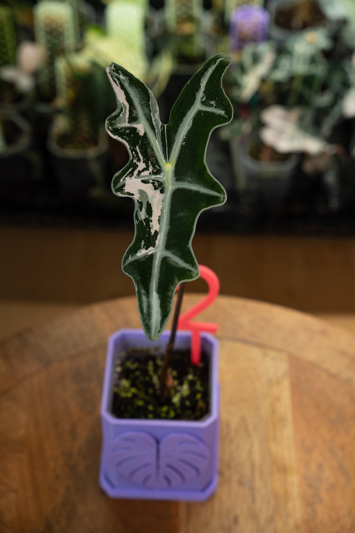 Alocasia Nobilis Pink Variegata