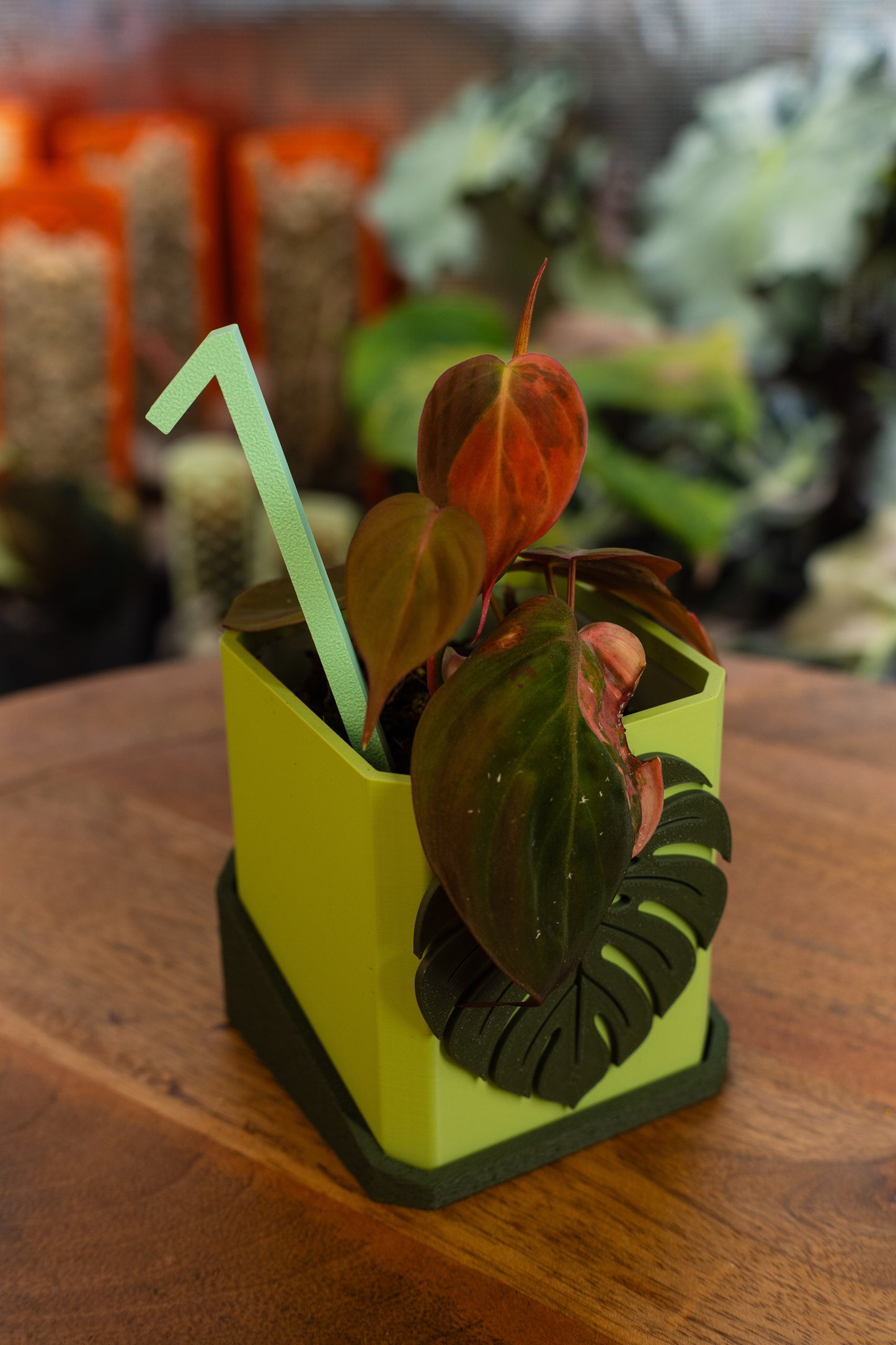 Philodendron Micans Variegata