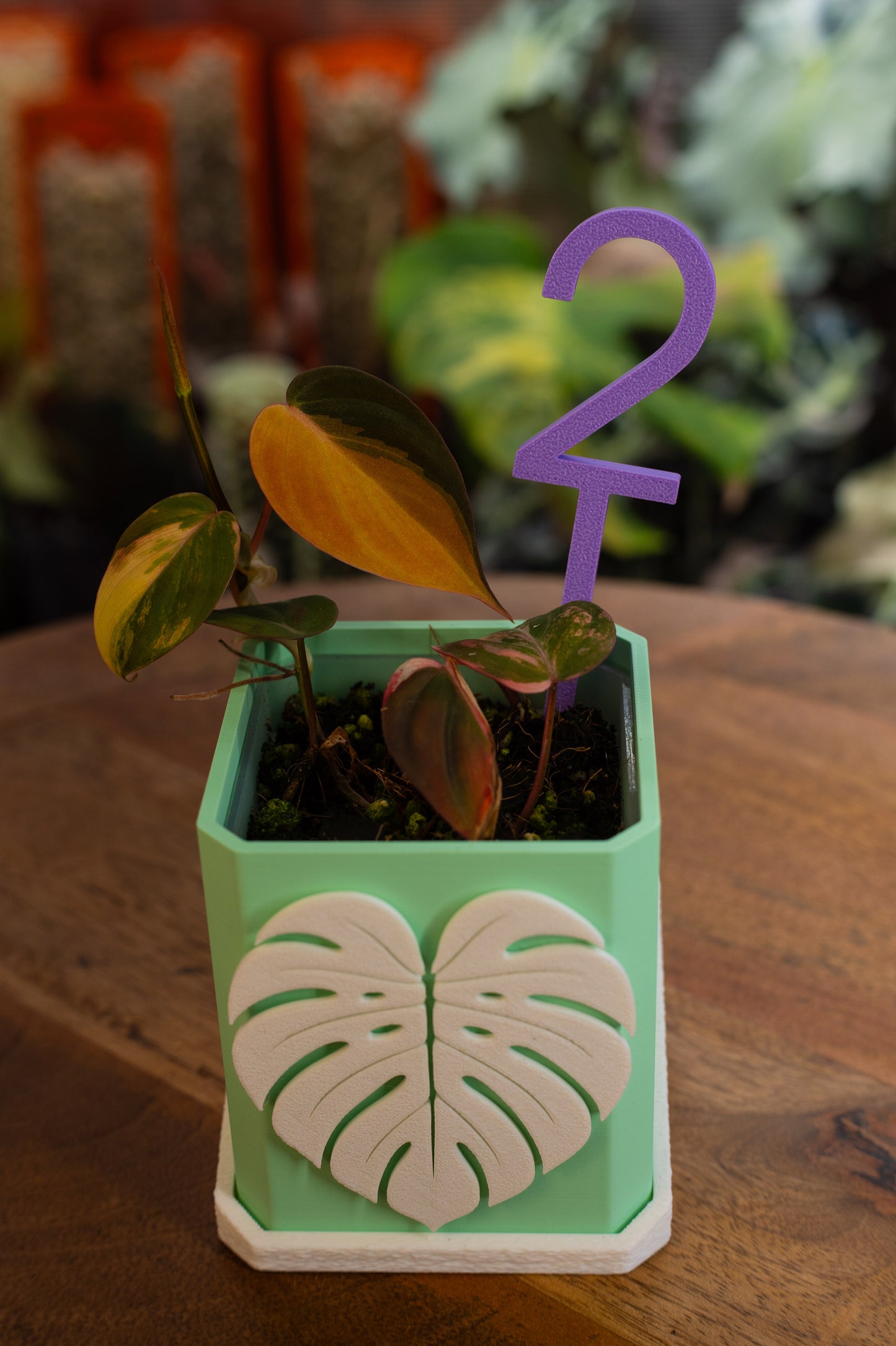 Philodendron Micans Variegata