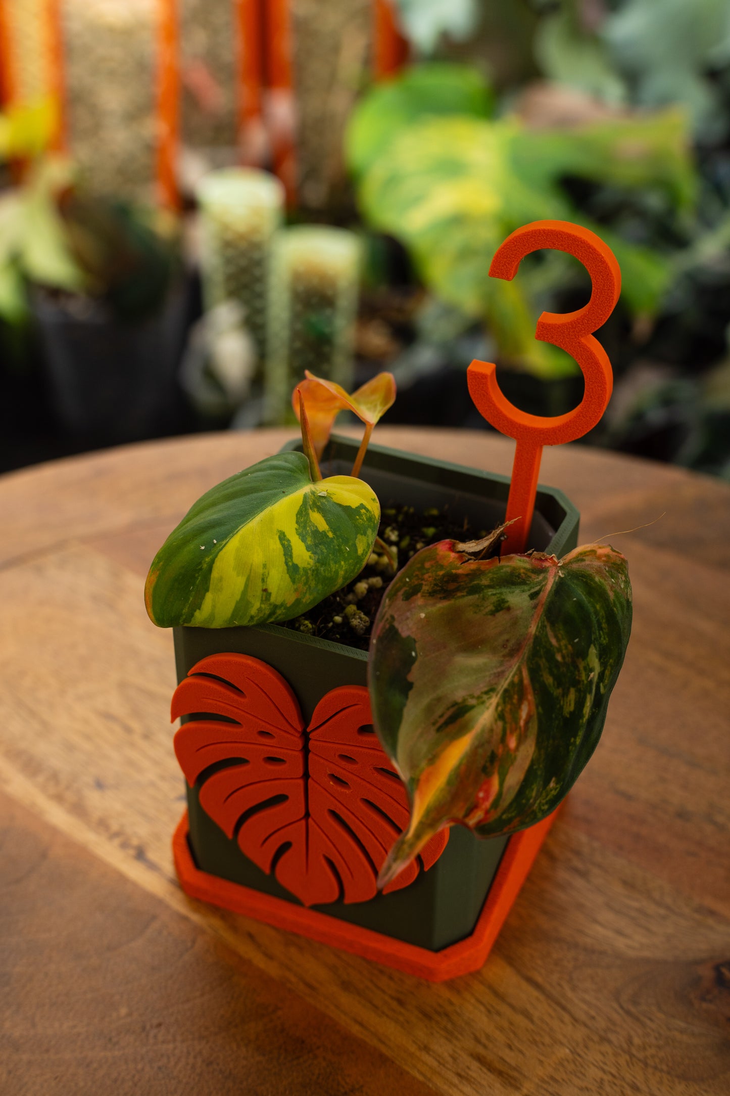 Philodendron Micans Variegata