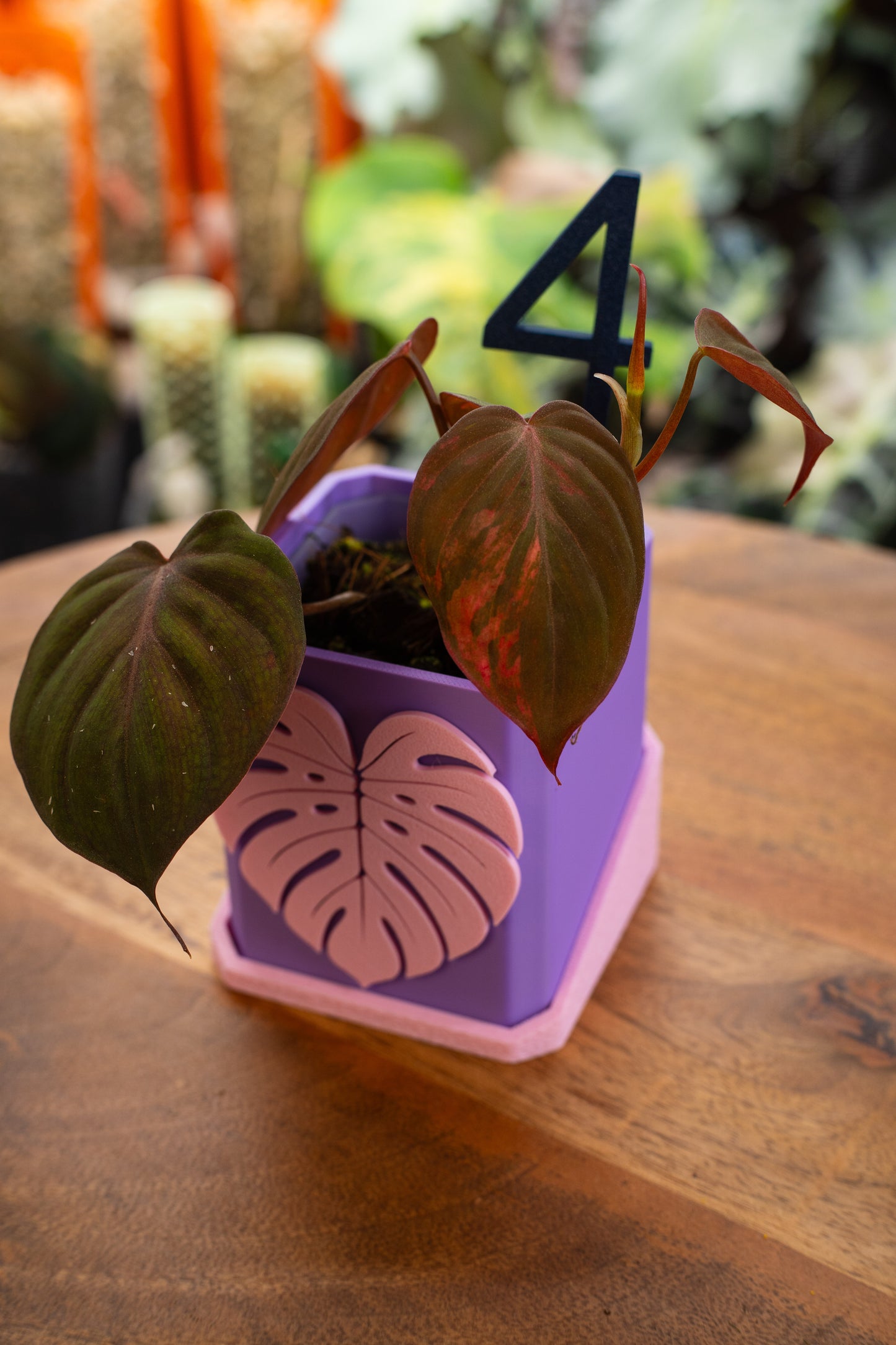 Philodendron Micans Variegata