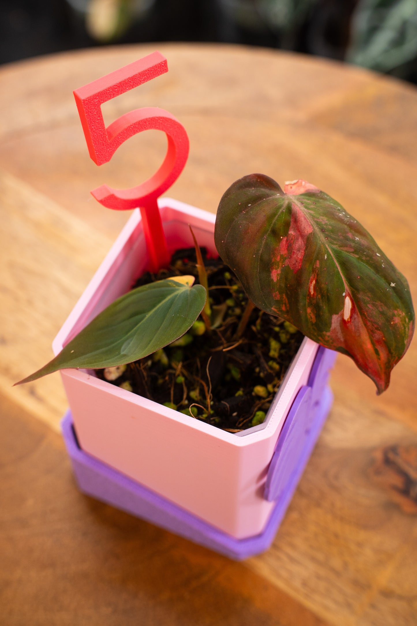 Philodendron Micans Variegata