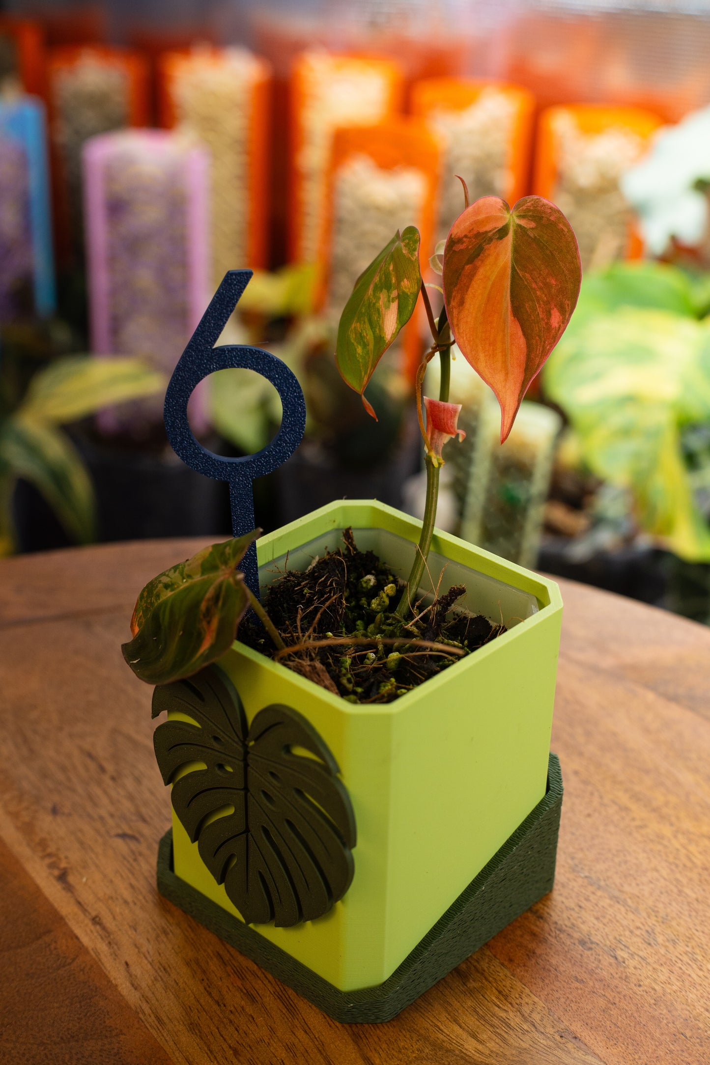Philodendron Micans Variegata