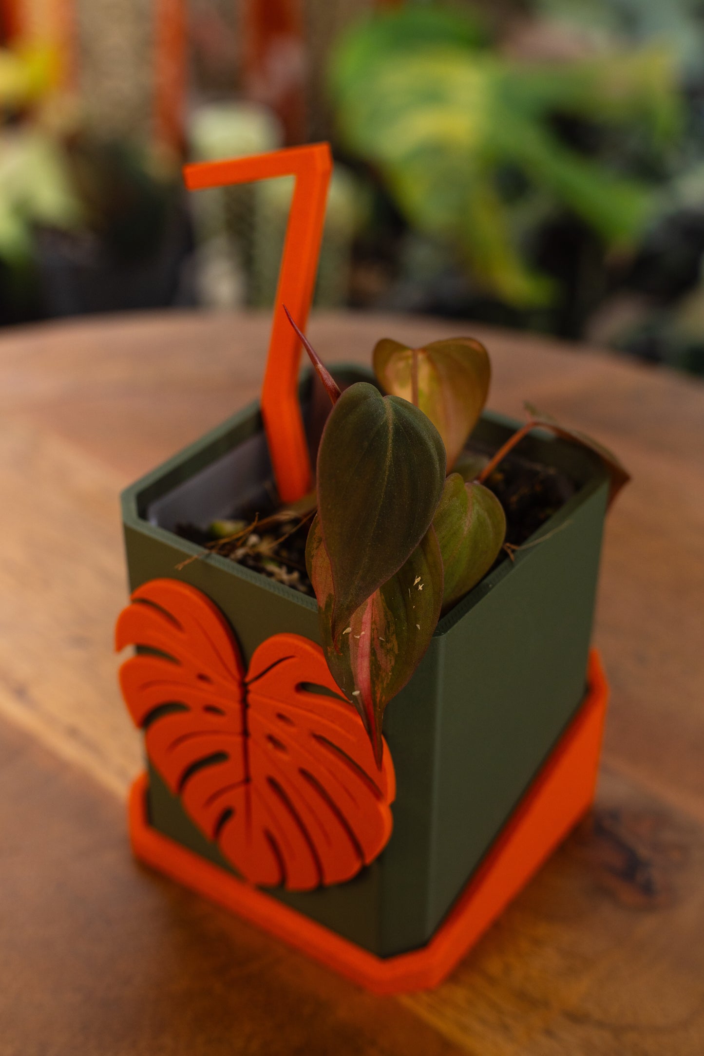 Philodendron Micans Variegata