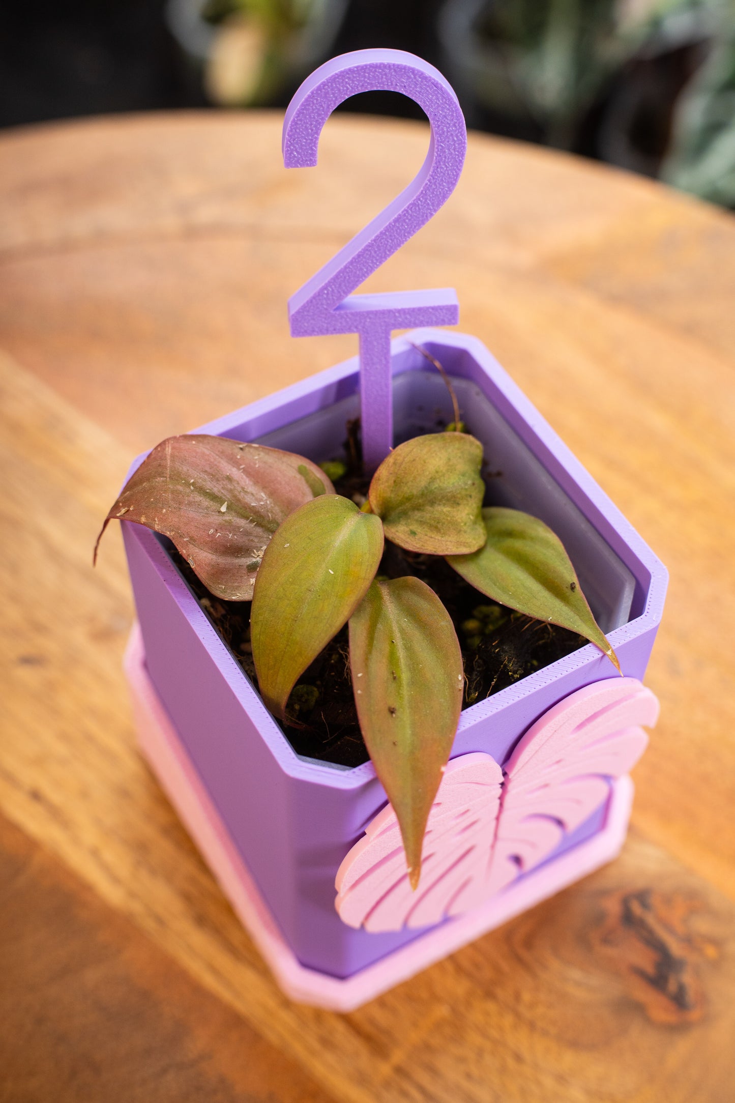 Philodendron Micans Mint Variegata