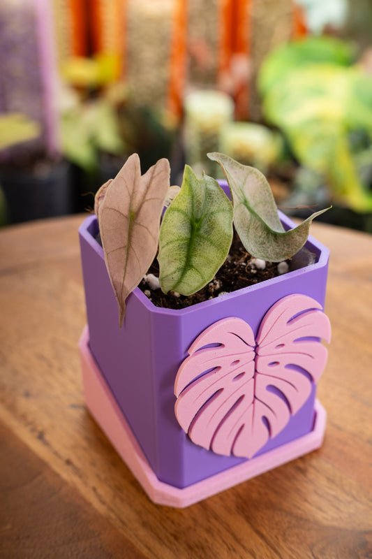 Alocasia Polly Mint Pink Variegata