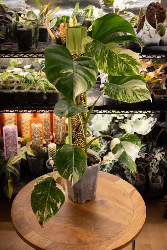 Monstera Albo Variegata mit Moosstab