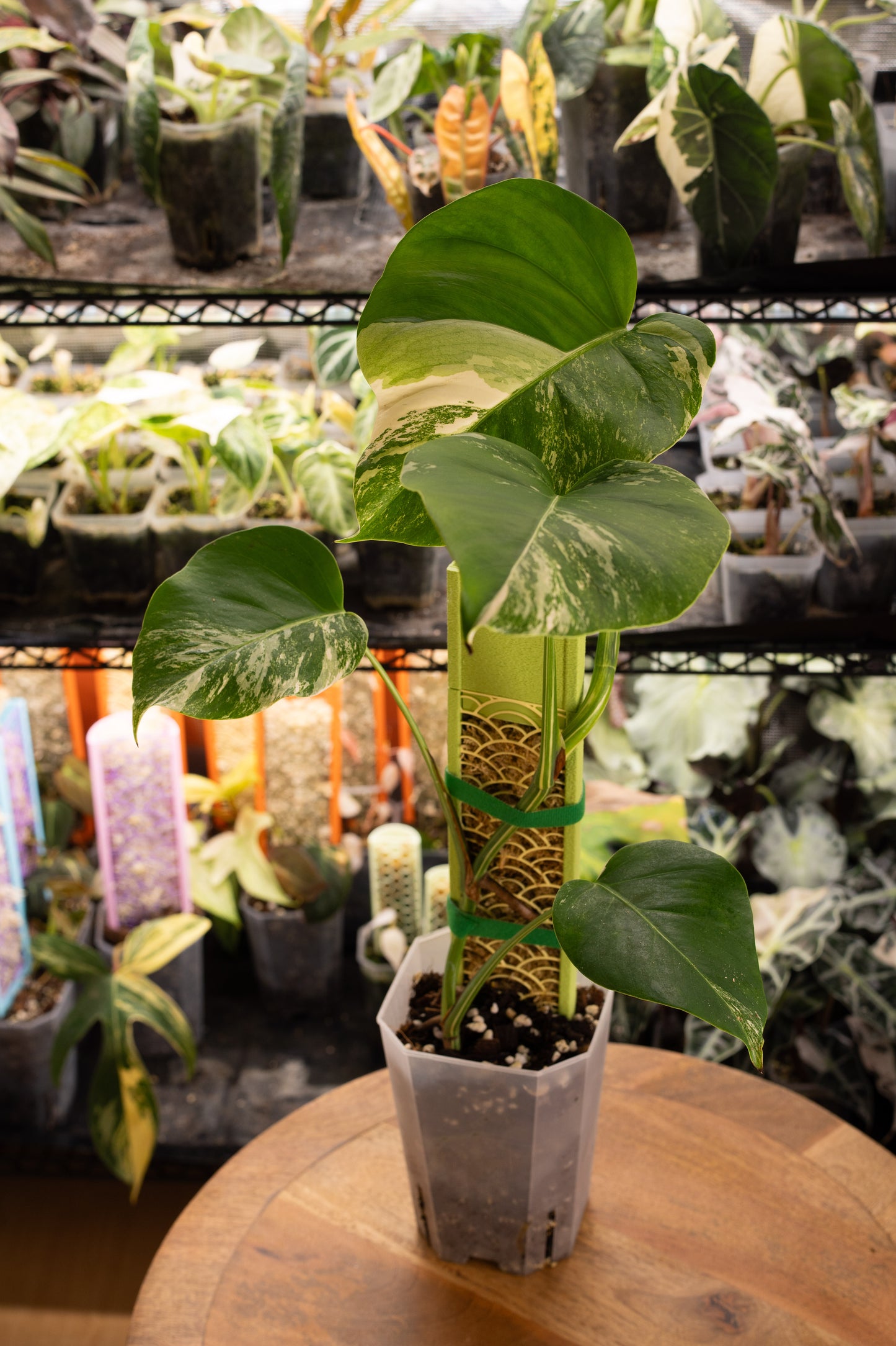 Monstera Albo Variegata mit Moosstab