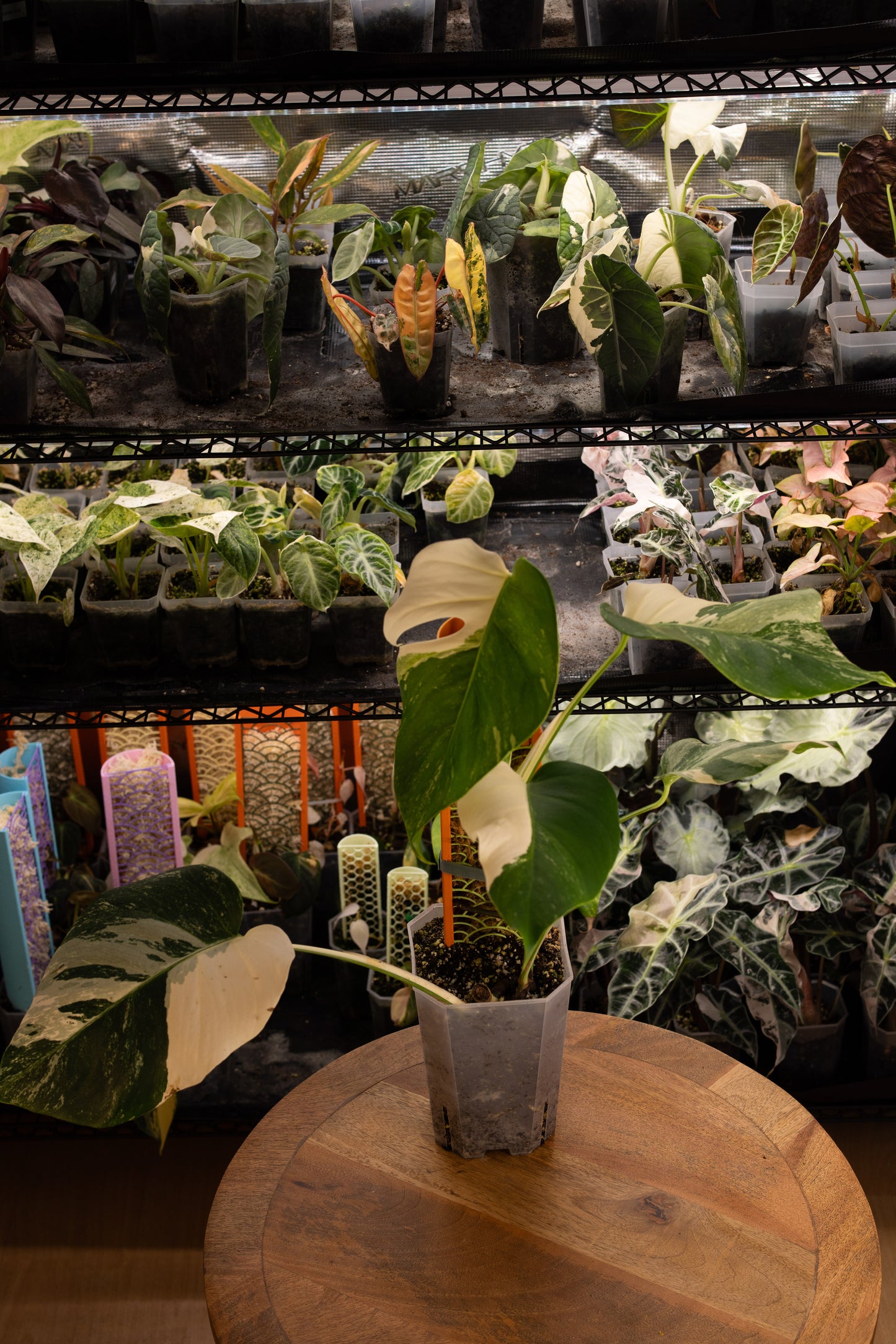 Monstera Albo Variegata mit Moosstab
