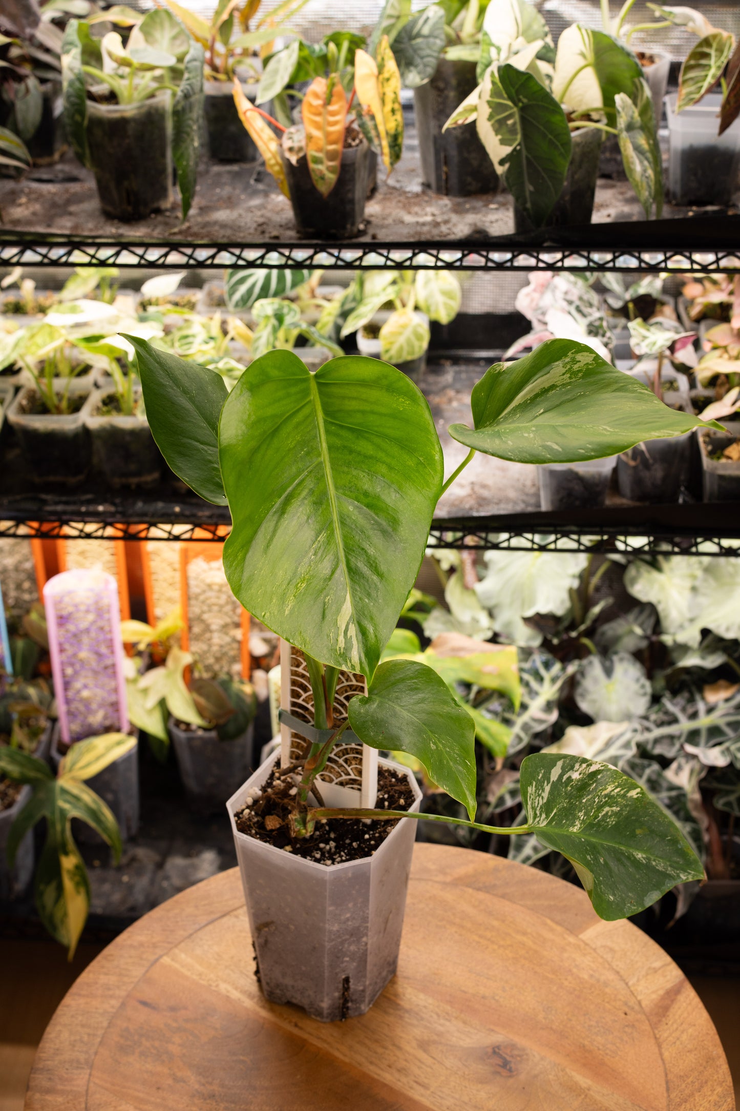 Monstera Albo Variegata mit Moosstab