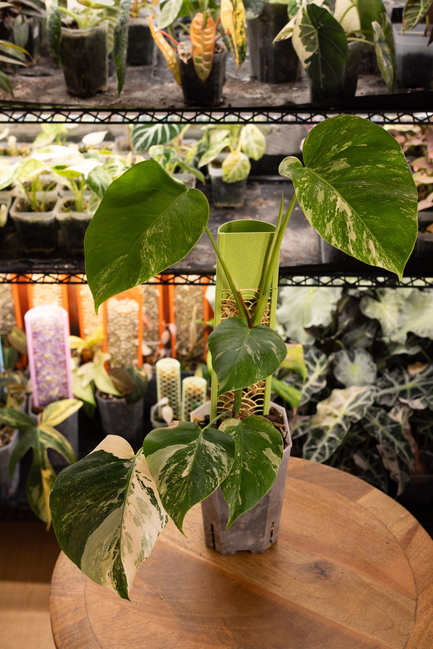 Monstera Albo Variegata mit Moosstab