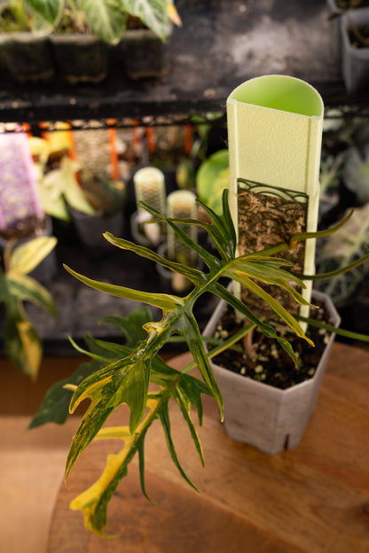 Philodendron Florida Beauty x Tortum Variegata