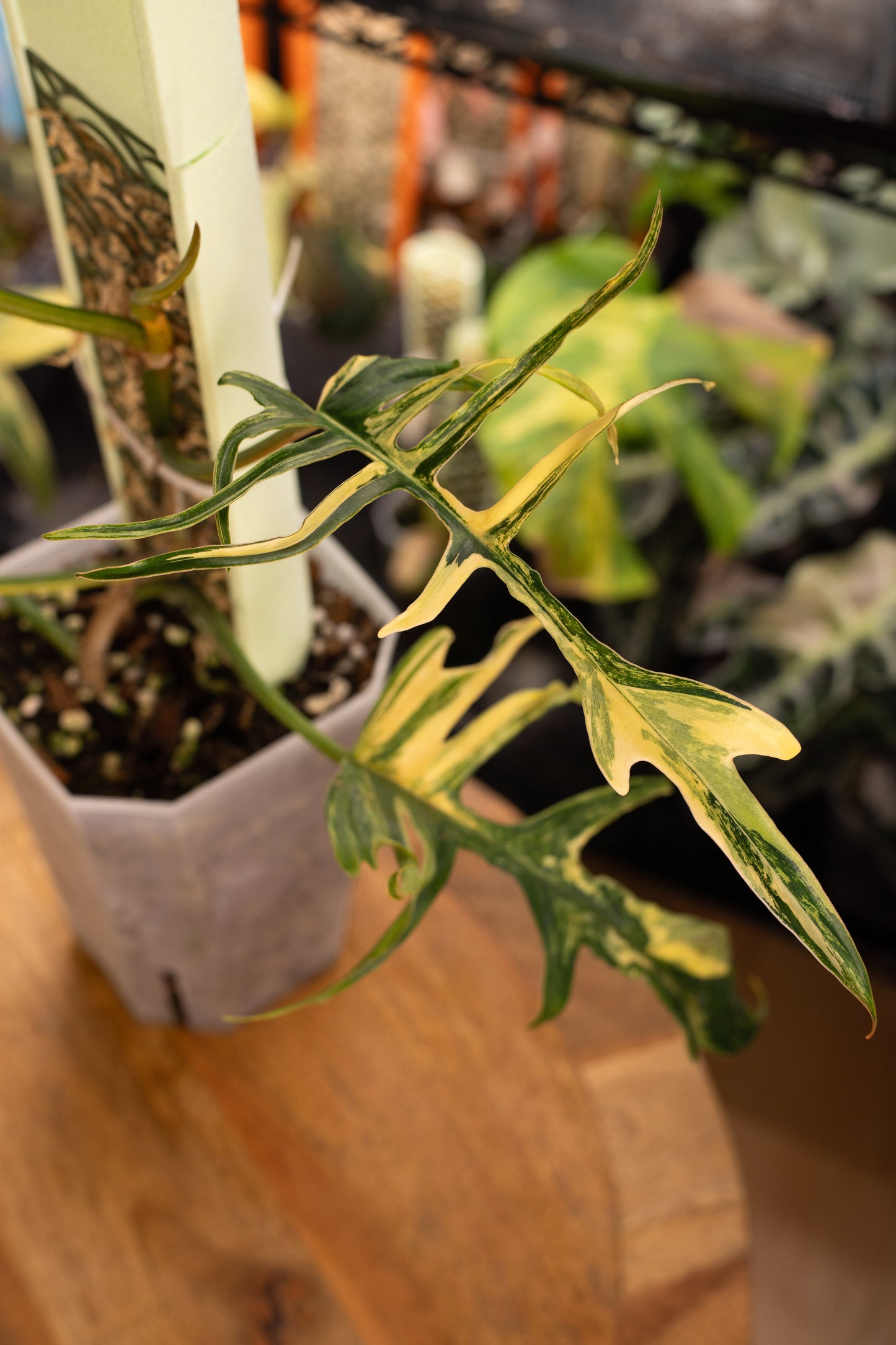 Philodendron Florida Beauty x Tortum Variegata