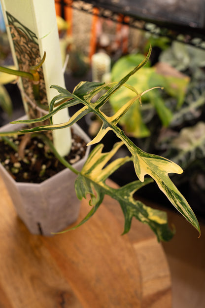 Philodendron Florida Beauty x Tortum Variegata