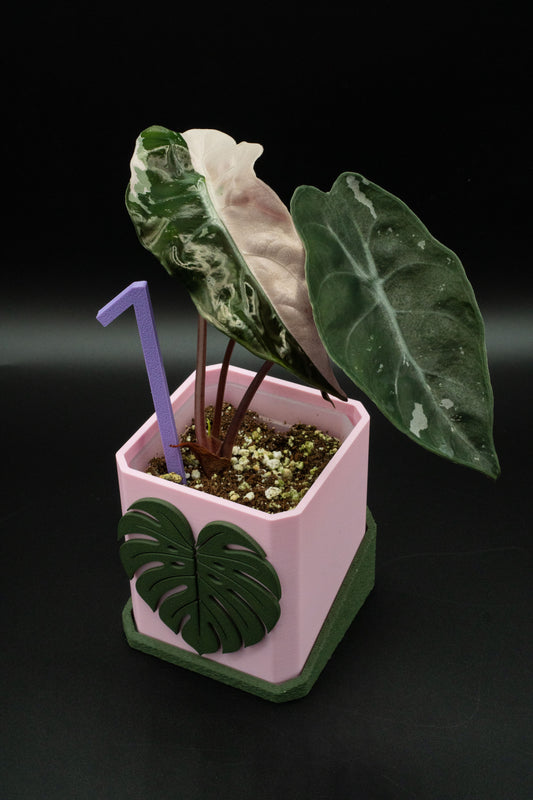 Alocasia Chantrieri Pink Variegata
