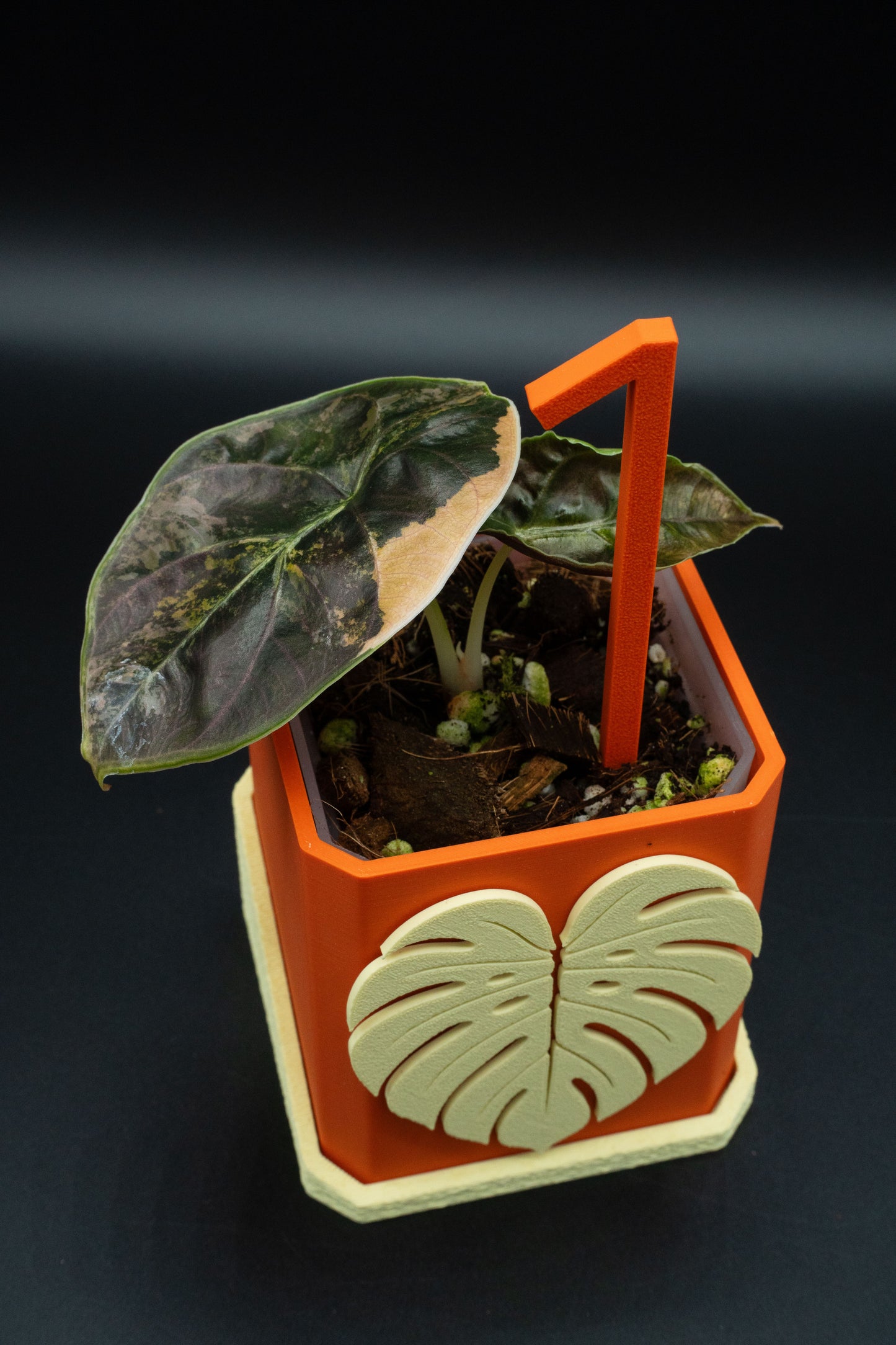 Alocasia Azlanii Aurea Variegata