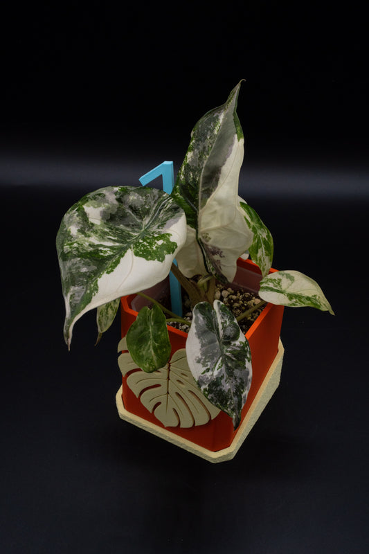 Alocasia Wentii Albo / Pink Variegata