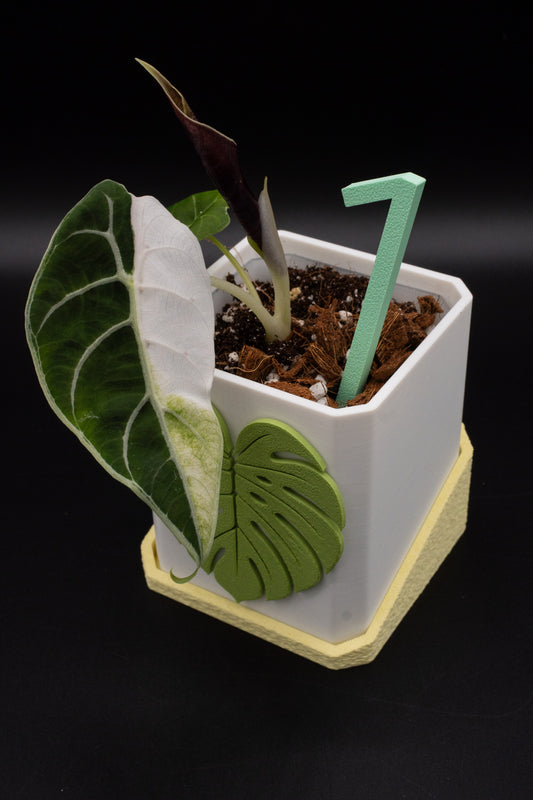 Alocasia Watsoniana Doff Pink Variegata