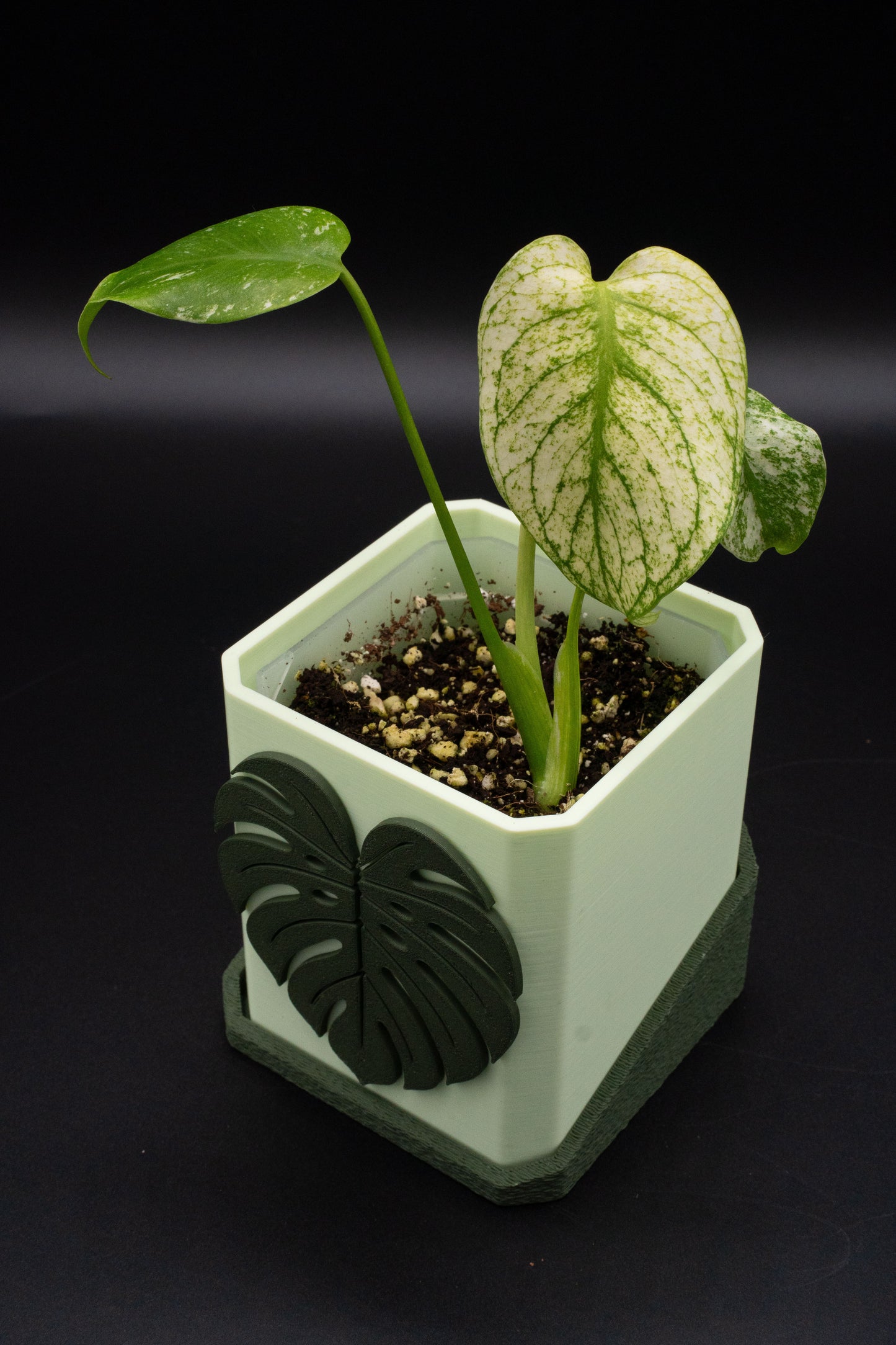 Monstera White Monster Variegata