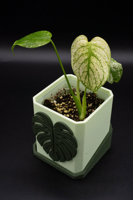 Monstera White Monster Variegata