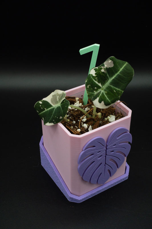 Alocasia Black Velvet Pink Variegata