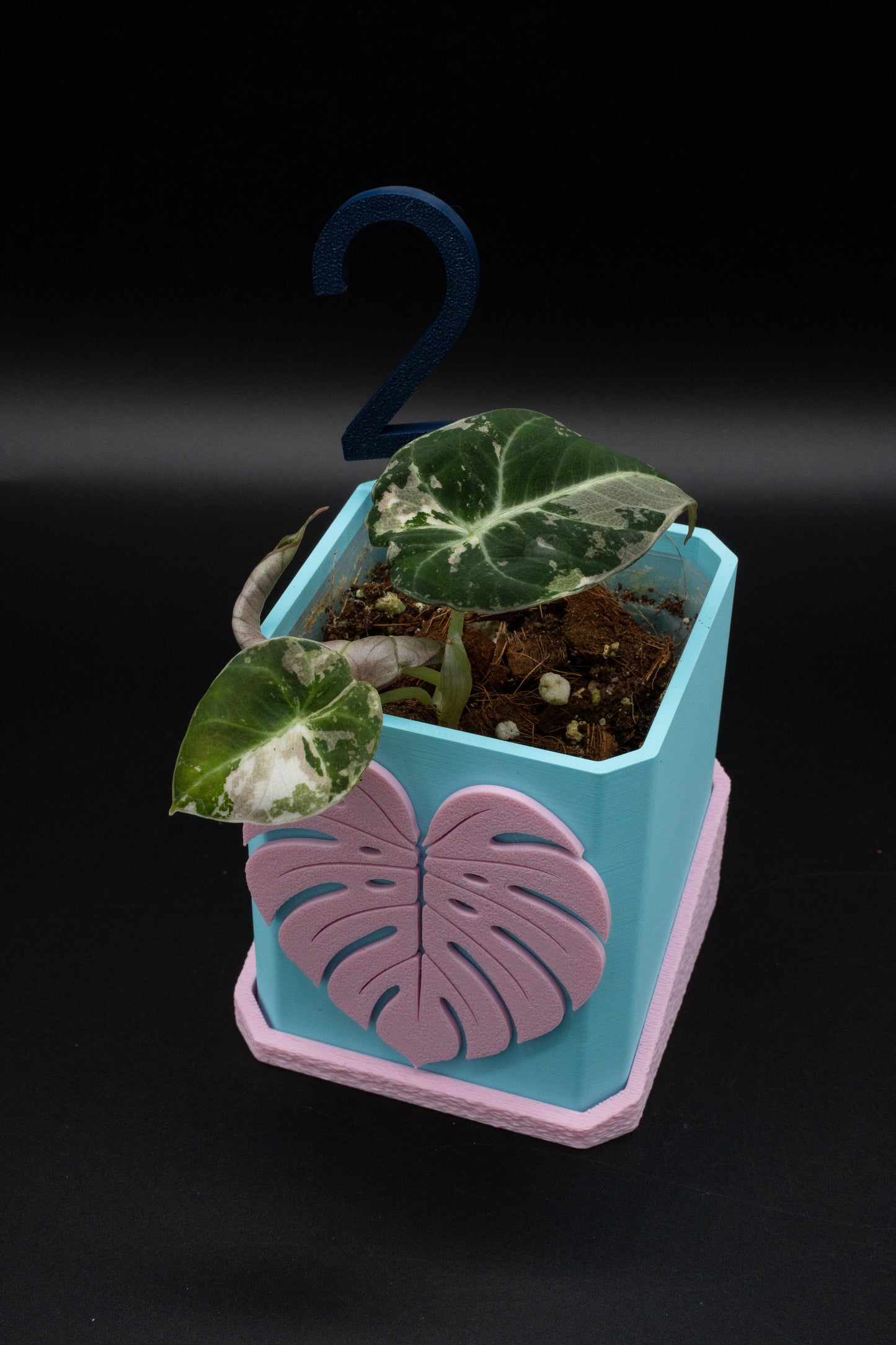 Alocasia Black Velvet Pink Variegata
