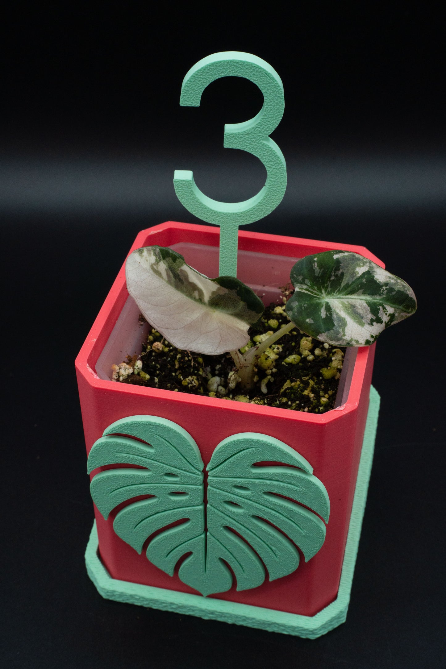 Alocasia Black Velvet Pink Variegata