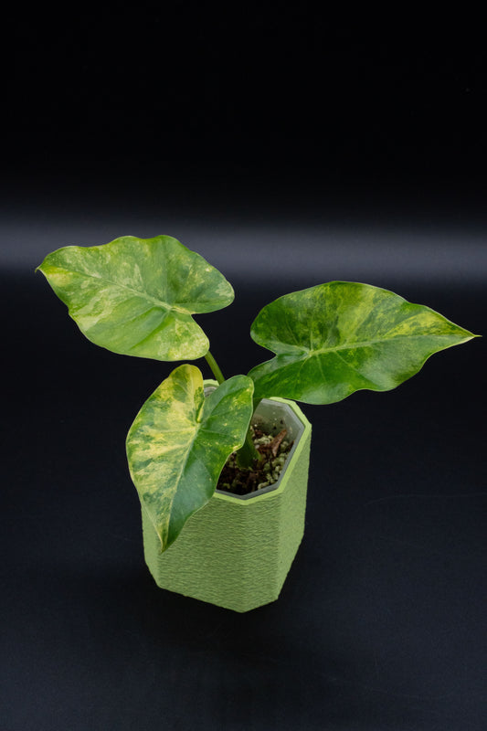 Alocasia Gageana Aurea Variegata S