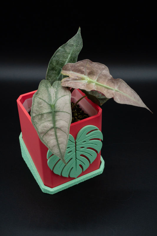 Alocasia Polly Mint Pink Variegata